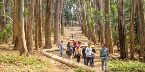Walk in the Presidio